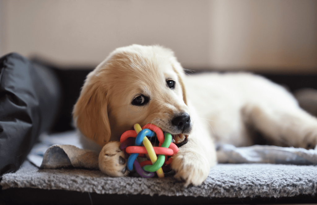 Puppy Chewing